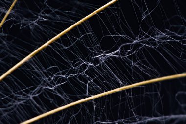 Siyah refleksli arka planda paraşüt ile tohum