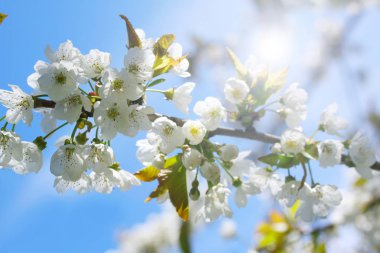 Hassas beyaz çiçekli bahar çiçeği arka plan. Çiçek açan ağaç ve güneş ile güzel doğa manzara flare