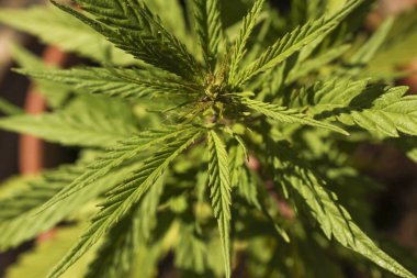 Yukarıda da görüleceği ile arka plan bulanık close-up kenevir bitki (kenevir, esrar) Yeşil taze yeşillik