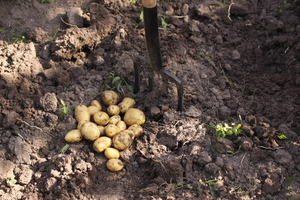 Desenterrando Novas Batatas Frescas Com Garfo Jardim — Fotografia de Stock