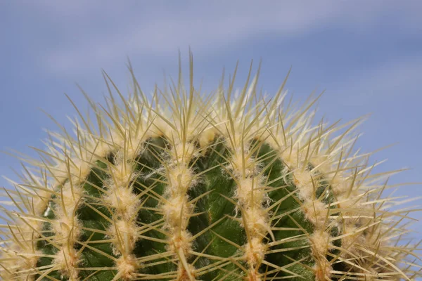 Kék Háttér Közelről Körkörös Kaktusz Növény — Stock Fotó