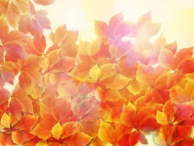 Sonbahar arka plan. Güneş ışınları ile kırmızı ve turuncu renkli sonbahar yaprakları