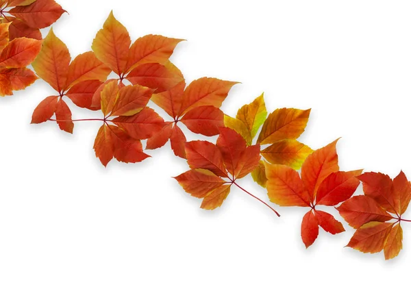 秋の背景 白い背景と Writin のコピー スペースに色鮮やかな赤とオレンジ紅葉 — ストック写真