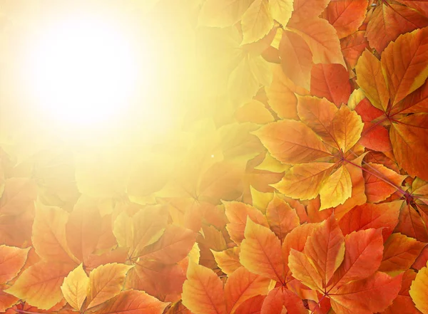 秋の背景 カラフルな赤とオレンジの秋の太陽の光線と書き込み用のコピー スペースと葉します — ストック写真