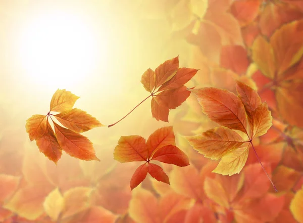 秋季背景 五颜六色的红色和橙色秋天叶子以模糊的背景和拷贝空间为创作 — 图库照片