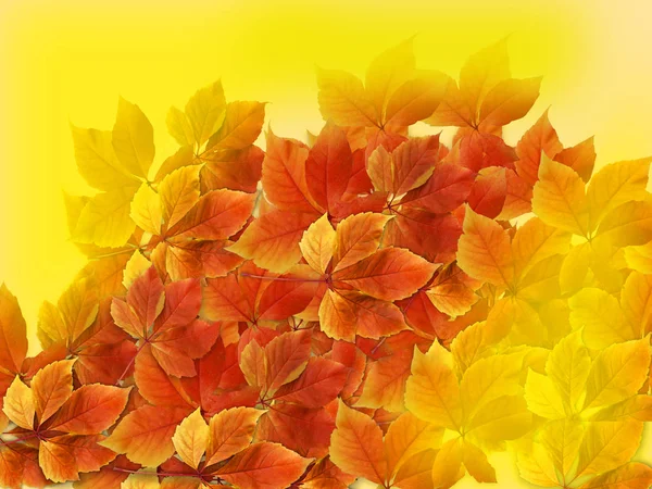 秋季背景 五颜六色的红色和橙色秋天叶子 — 图库照片