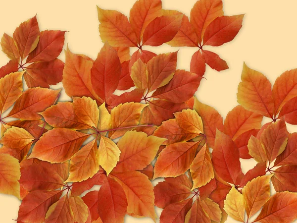 秋季背景 五颜六色的红色和橙色秋天叶子 — 图库照片