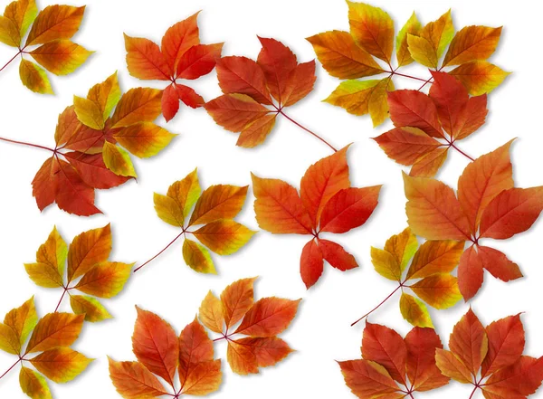 秋の背景 カラフルな赤とオレンジの秋葉白い背景の散乱 — ストック写真
