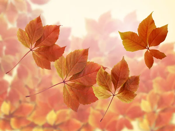 Herbstlandschaft Mit Roten Blättern Und Verschwommenem Hintergrund Bunte Rote Und — Stockfoto