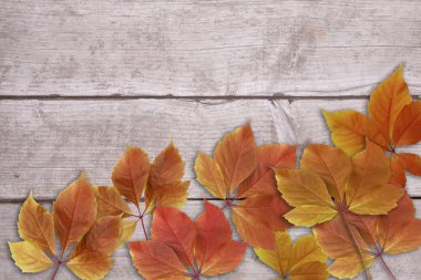 Kırmızı ve sarı sonbahar yaprakları düzensiz ahşap arka plan ve kopya alanı