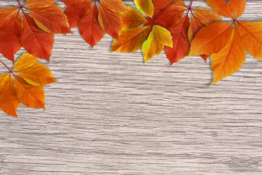 Sonbahar arka plan. Kopya alanı yazmak için ahşap zemin üzerine kırmızı ve turuncu renkli sonbahar yaprakları
