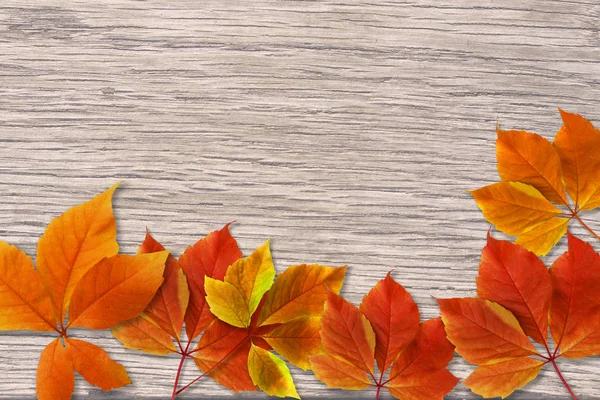 Autumn background. Colorful red and orange fall leaves on wood background with copy space for writing