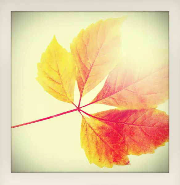 秋天秋天背景 一个五颜六色的红色和橙色的秋天离开与太阳射线制作像一个即时复古的业余照片与白色框架 — 图库照片