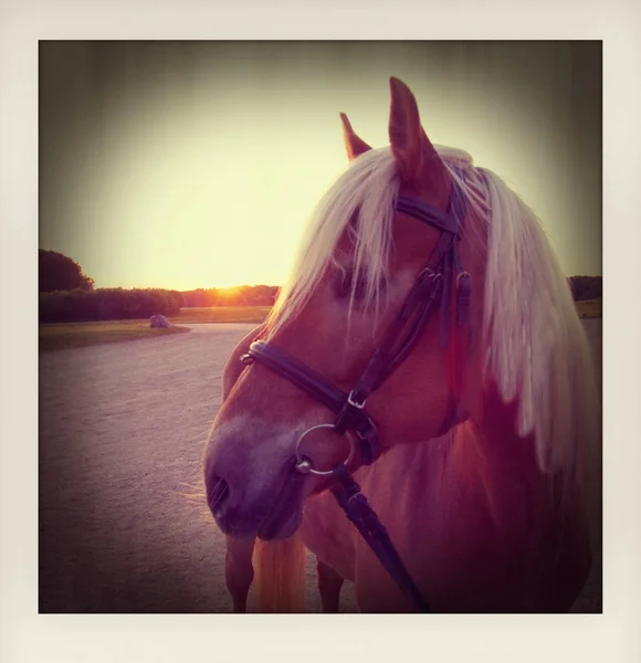 Pferd Steht Romantischen Sonnenuntergang Mede Wie Ein Schnappschuss Foto Mit — Stockfoto