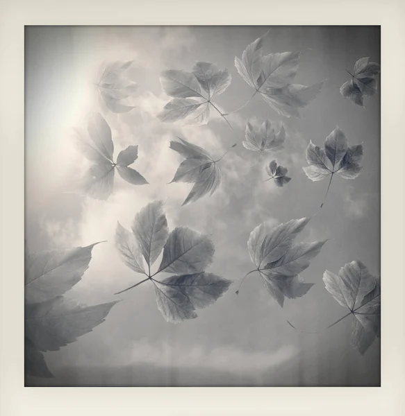 Black and white impression of autumn fall background. Many autumn leaves with sun rays made like an instant amateur vintage photograph with white frame