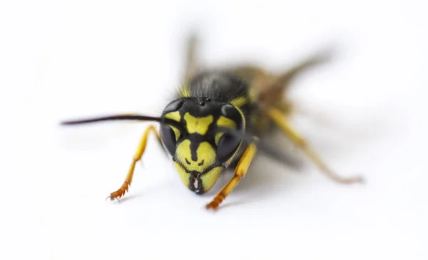 Primer Plano Una Avispa Chaqueta Amarilla Vivo Aislada Sobre Fondo — Foto de Stock