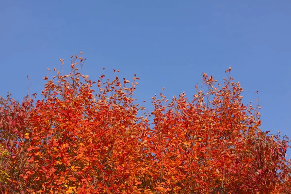 Herfst Herfst Boom Met Rood Loof Verlaat Tegen Een Mooie — Stockfoto