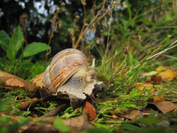 Edible Snail Also Helix Pomatia Roman Snail Burgundy Snail Seen — Stock Photo, Image