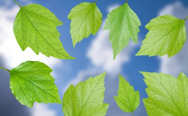 Bahar arka plan mavi gökyüzü ve beyaz bulut brokeh etkisi ile hafif yeşil yaprakları ile