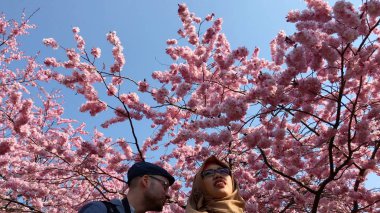 Bahar bir parkta renkli patlama zevk insanlarla pembe kiraz çiçeği ağaçları. Kopenhag, Danimarka-5 Nisan 2019