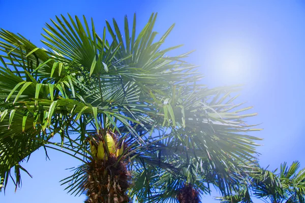 Tropical palm trees backlit with sun ray. Summer travel holidays vacation. Colorful concept photo