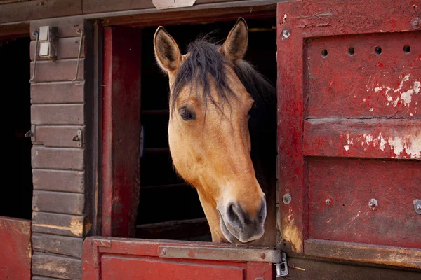 Braunes Pferd Steht Stall Und Schaut Mit Dem Kopf Aus — Stockfoto