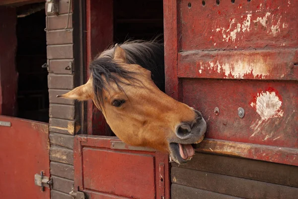 Braunes Pferd Das Stall Steht Mit Dem Kopf Nach Draußen — Stockfoto
