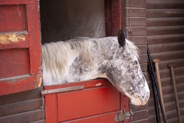 Schimmelpferd Steht Stall Und Schaut Mit Dem Kopf Aus Der — Stockfoto