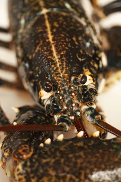 Close Macro Beeld Van Het Hoofd Van Een Zwarte Kreeft — Stockfoto