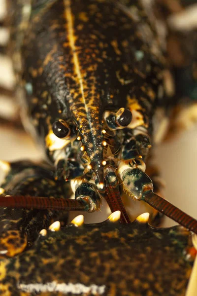 Close Macro Beeld Van Het Hoofd Van Een Zwarte Kreeft — Stockfoto