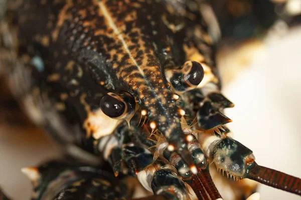 Chiudi Immagine Macro Della Testa Aragosta Nera Viva Immagine — Foto Stock