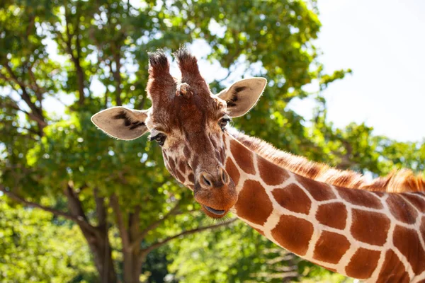 Girafe Devant Des Arbres Verts Regardant Directement Caméra Gros Plan — Photo