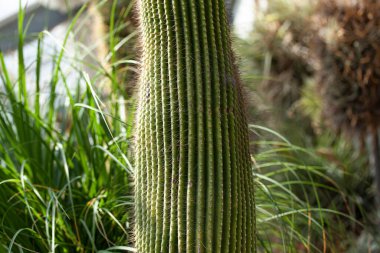 Dikenli kaktüsün bir parçası. 