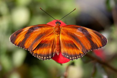 Kanatları açık turuncu bir Heliconian kelebeği bir çiçeğin üzerinde oturuyor. Latince Dryadula Phaetusa dilinde. Orta Amerika 'dan Meksika' ya kadar Brezilya 'nın kuzeyinde yaşıyor. Makro fotoğrafçılığı kapat.