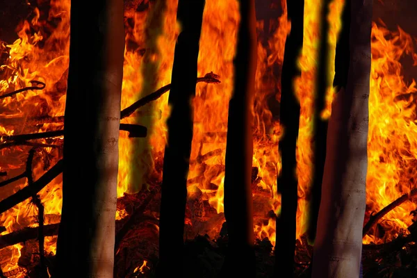 Brandende Struiken Bomen Het Wildvuur Een Wildbrand Een Ongeplande Brand — Stockfoto