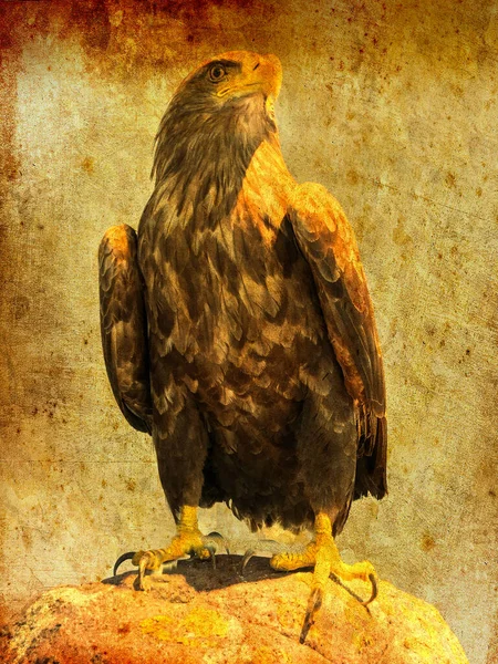 Proud Eagle Sitting Looking Has Spotted Prey Front View Image — Stock Photo, Image