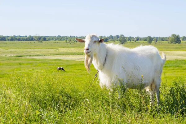 White goat grazing in a green summer meadow, eating grass on a pasture, farm animal in a field — Stock Photo, Image