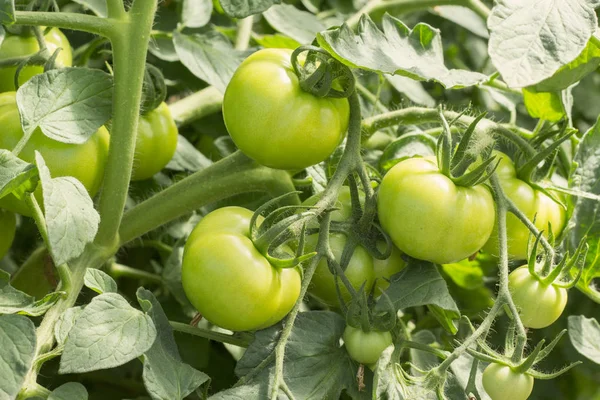 Tomates verdes orgánicos que crecen en la rama en un fondo de la casa del jardín, fruta joven inmadura —  Fotos de Stock