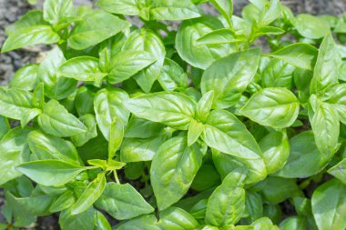 Taze organik bazilika yaprakları, Yeşil fesleğen, Bahçe, açık havada, doğal gıda arka plan bitki yetiştirme