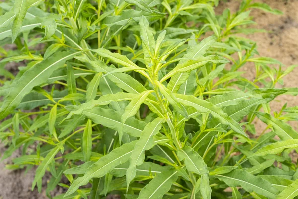 Green leaves of Willow-herb, Ivan-tea, Kiprei, narrow-leaved tea, growing plant in the garden, outdoors, food background — Stock Photo, Image
