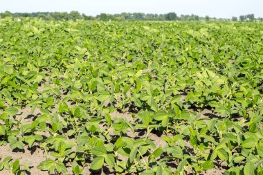 Taze yeşil soya alan ve soya tesisi ile kırsal manzara. Arka plan tarım