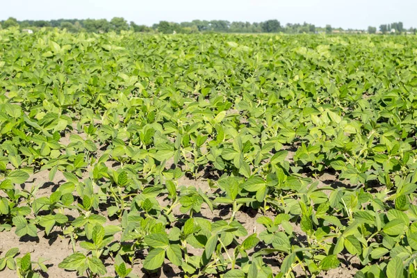 Taze yeşil soya alan ve soya tesisi ile kırsal manzara. Arka plan tarım