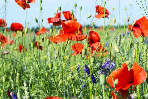 Yeşil alan ile köy manzara güzel çayır kır çiçekleri ve kırmızı haşhaş ile. Çiçek arka plan