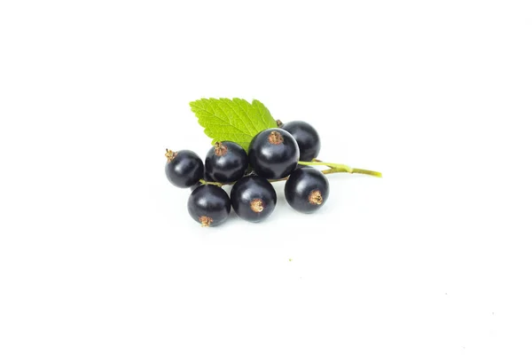 新鲜的黑醋栗与绿叶, 多汁的黑醋栗浆果, 在白色背景下孤立的分支 — 图库照片