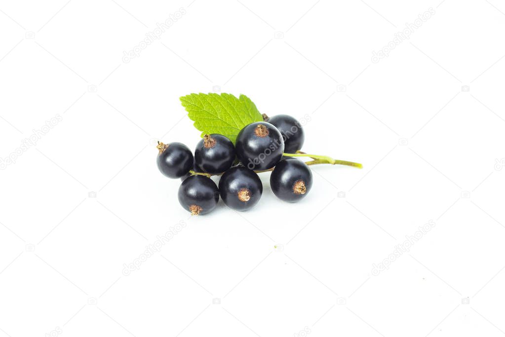 Branch of fresh black currant with green leaf, juicy black currant berries, isolated on the white background
