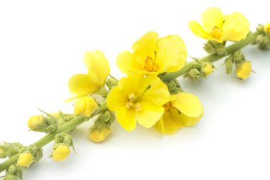 Verbascum thapsus sarı çiçekler, büyük sığırkuyruğu veya ortak sığırkuyruğu çiçek açan, beyaz arka plan üzerinde izole
