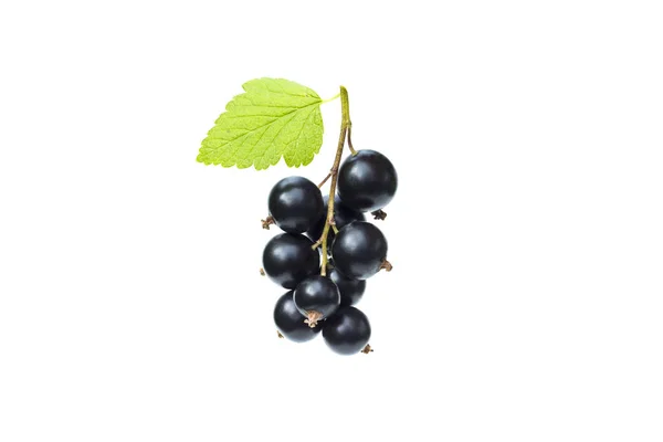 Branch of fresh black currant with green leaf, juicy black currant berries, isolated on the white background — Stock Photo, Image
