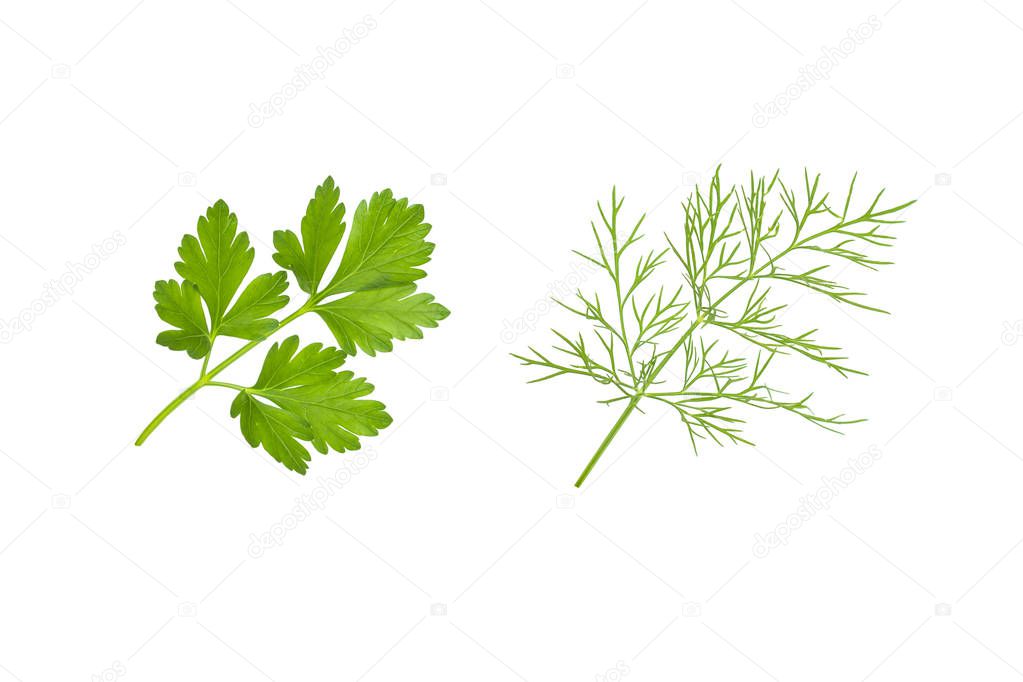 Fresh green parsley and dill leaf, raw organic leaf, isolated on white background