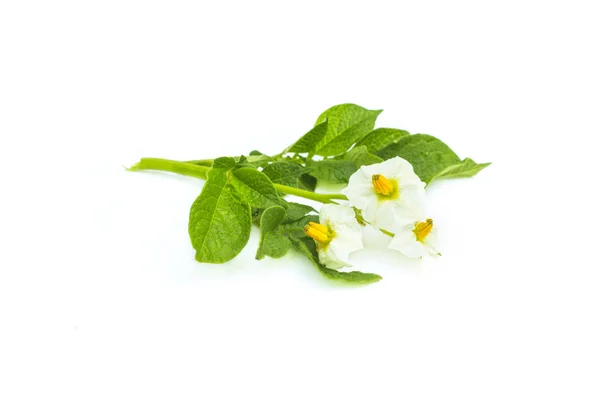 Blossom burgonya növény virág, fehér virág, zöld levelek, elszigetelt fehér background — Stock Fotó
