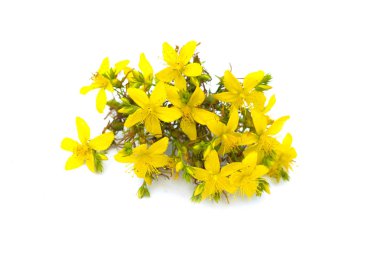 St Johns wort, yellow blossom of tutsan bush, herbal medicinal Hypericum perforatum plant, isolated on white background clipart